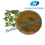 IVY EXTRACT – CAO LÁ THƯỜNG XUÂN